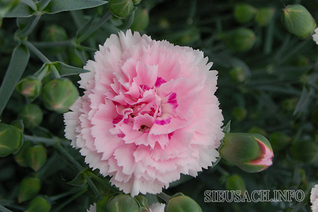 Hoa cẩm chướng có hình dáng đẹp, được nhiều người yêu thích
