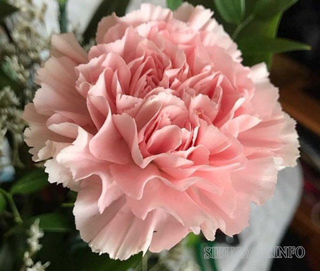 Hoa cẩm chướng hồng mang ý nghĩa thể hiện lòng biết ơn và sự thủy chung