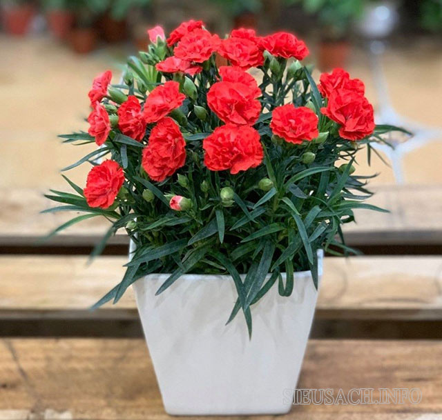 Cách trồng hoa cẩm chướng đơn giản tại nhà