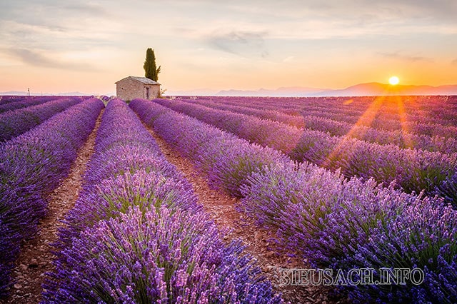 Cánh đồng hoa oải hương màu tím dài bất tận ở Pháp
