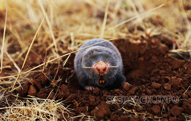Chuột chũi là một sinh vật sống trong môi trường đất