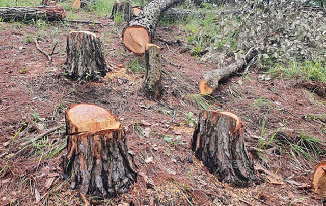 Lên án các hành vi chặt phá rừng để bảo vệ môi trường sống của sinh vật