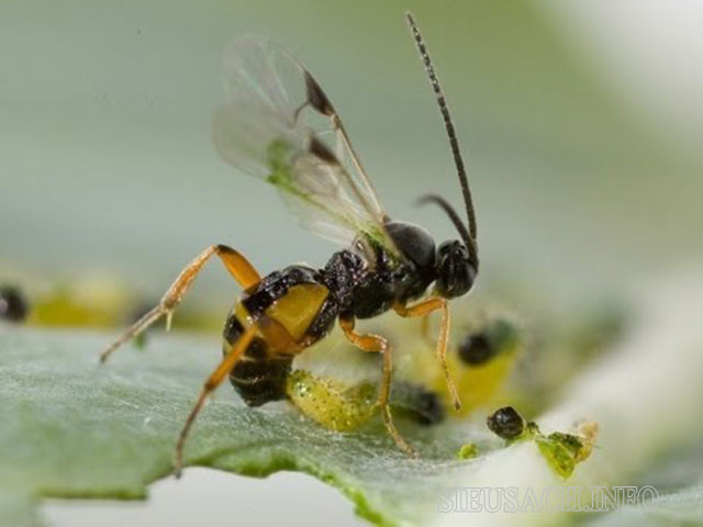 Ong ký sinh giúp tiêu diệt các loài sinh vật có hại