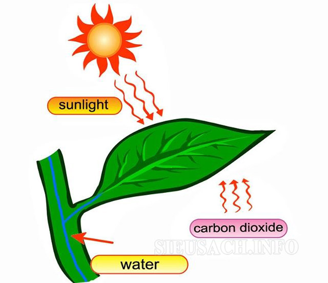 Ánh sáng ảnh hưởng đến quá trình thoát hơi nước ở thực vật