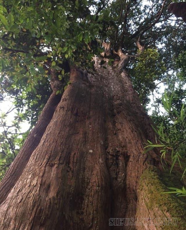 Hình ảnh cây Pơ mu gần 1.000 năm tuổi tại vườn quốc gia Vũ Quang (tỉnh Hà Tĩnh).