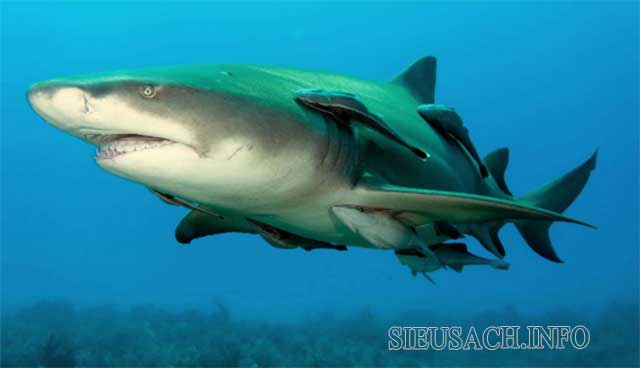 Cá ép bám theo để ăn thức ăn thừa và ăn các loài ký sinh trên da cá mập