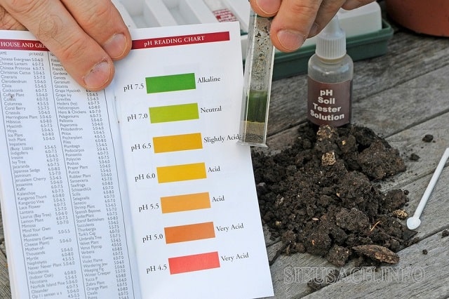 Đất chua là đất có chứa nhiều axit và độ pH từ 6.5 trở xuống