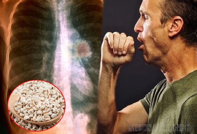 Hạt bo bo hỗ trợ điều trị các bệnh liên quan đến phổi.