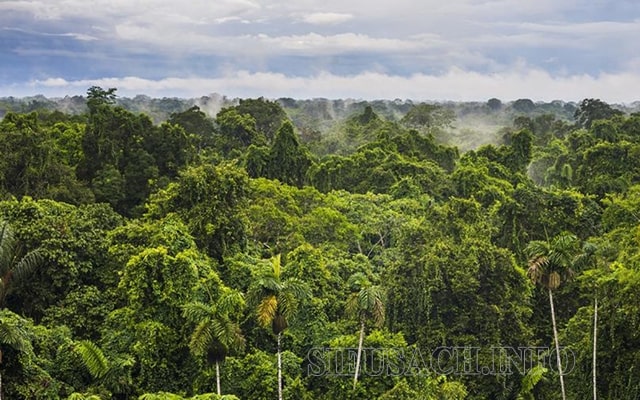Vùng rừng Amazon