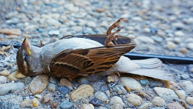 Chim bay vào nhà rồi chết mang đến điềm xui cho gia chủ