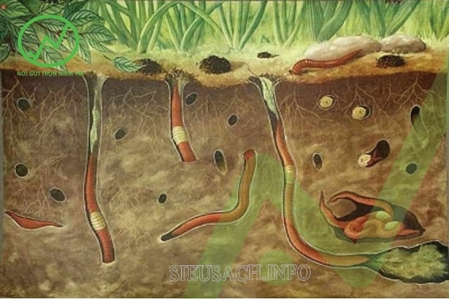 Mùn là nguồn thức ăn cho các vi sinh vật trong đất