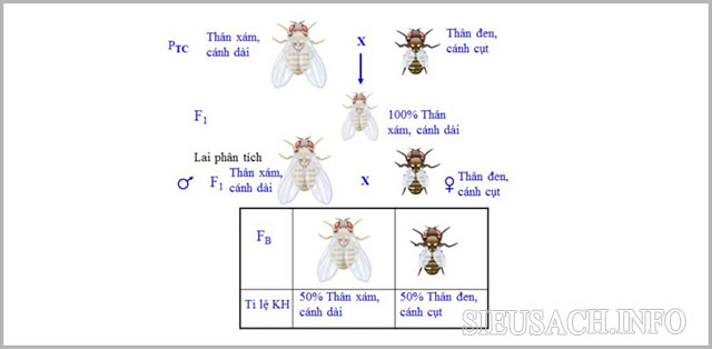 Sơ đồ lai liên kết gen của ruồi giấm