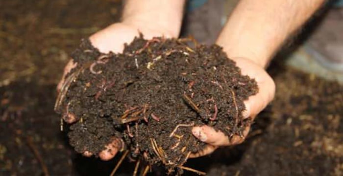 Phân trùn quế là loại phân bón hữu cơ, tốt cho cây trồng