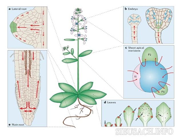 Hoocmon thực vật có vai trò rất quan trọng đối với sự sinh trưởng và phát triển của cây