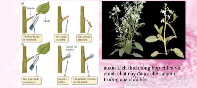 Hoocmon thực vật được sử dụng để kích thích hoặc ức chế chồi non