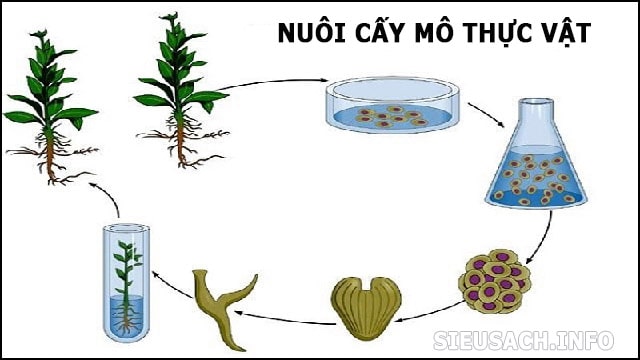 Quy trình nuôi cấy mô tế bào thực vật