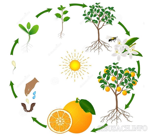 Các giai đoạn phát triển ở cây cam