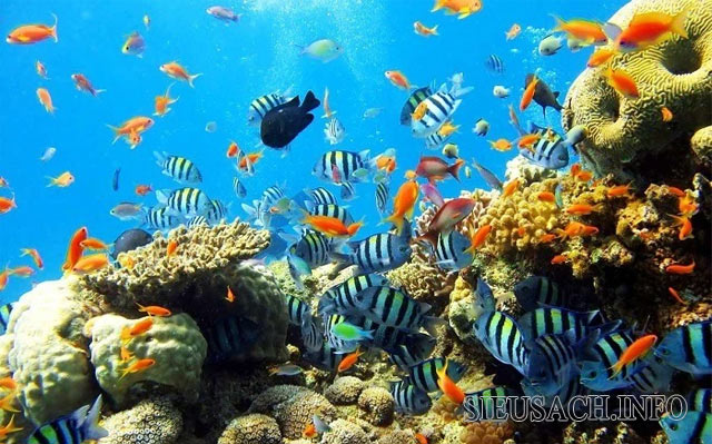 San hô có vai trò quan trọng đối với đại dương