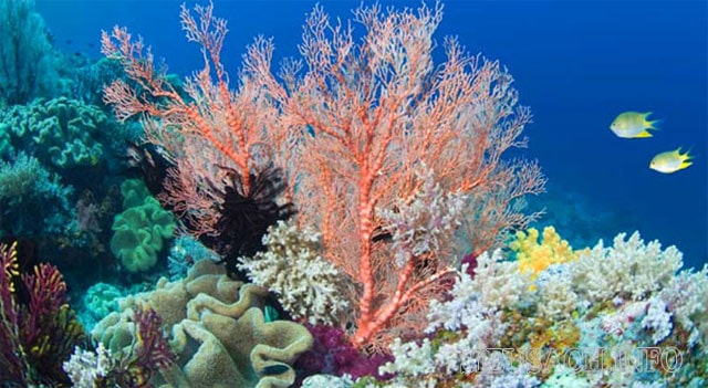 San hô là loài sinh vật biển nhỏ giống như hải quỳ