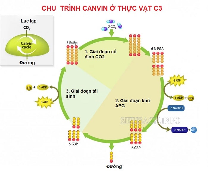 chu trình Canvin thực vật C3 được diễn ra trong chất nền của lục lạp
