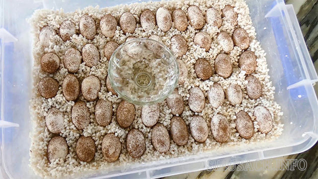 Ấp trứng rồng Nam Mỹ trong đá ấp trứng Vermiculite