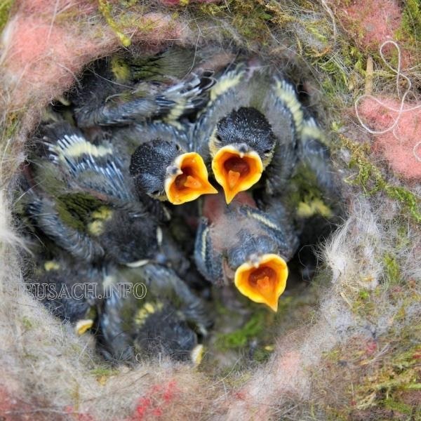Chim sẻ non mới nở phải cho chúng ăn liên tục