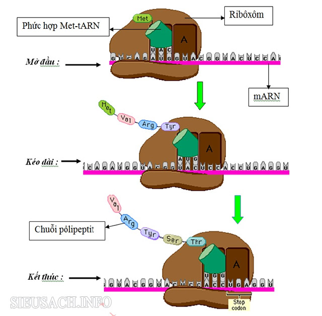 Các giai đoạn của quá trình tổng hợp chuỗi polipeptit