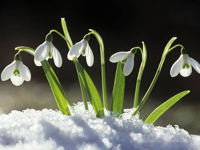 Hình ảnh hoa giọt tuyết