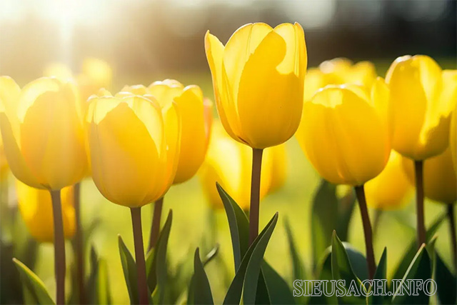 Hoa Tulip vàng