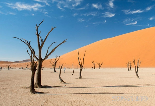Sa mạc Namib độc đáo với nhiều cây khô mọc lên giữa sa mạc