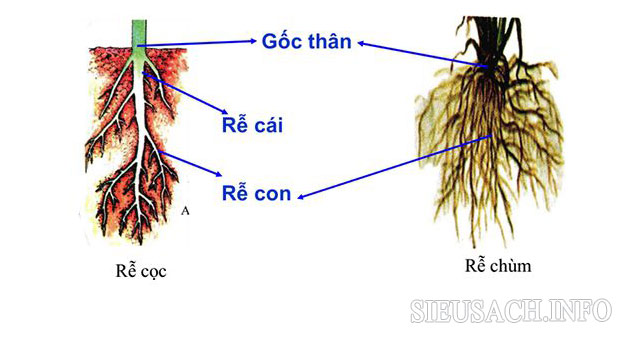 Sự khác nhau về cấu tạo của rễ cọc và rễ chùm