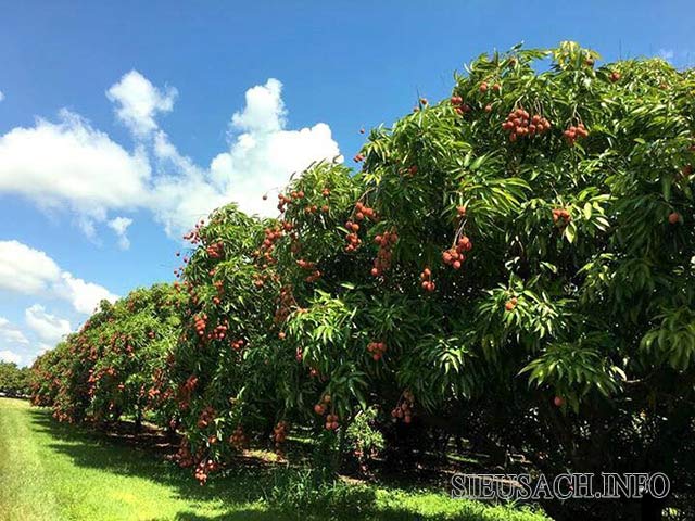 Vườn trái cây cô 9 rất nổi tiếng ở Florida