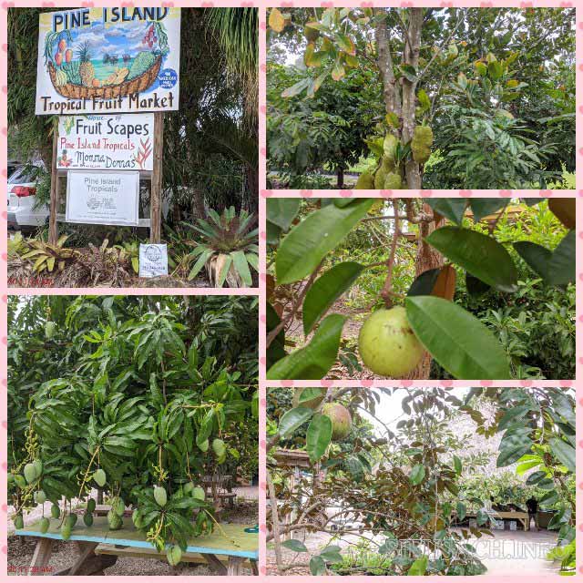 Vườn trái cây Tropical Fruit
