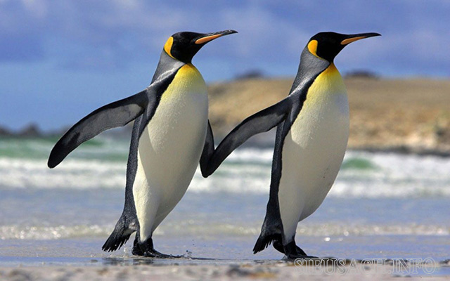 Chim cánh cụt có nhiều đặc điểm sinh học thích nghi với môi trường sống