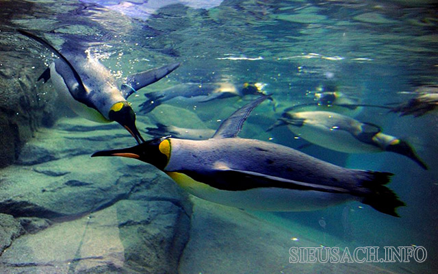 Chim cánh cụt ăn cá, mực, các loài sinh vật nhuyễn thể ở đại dương