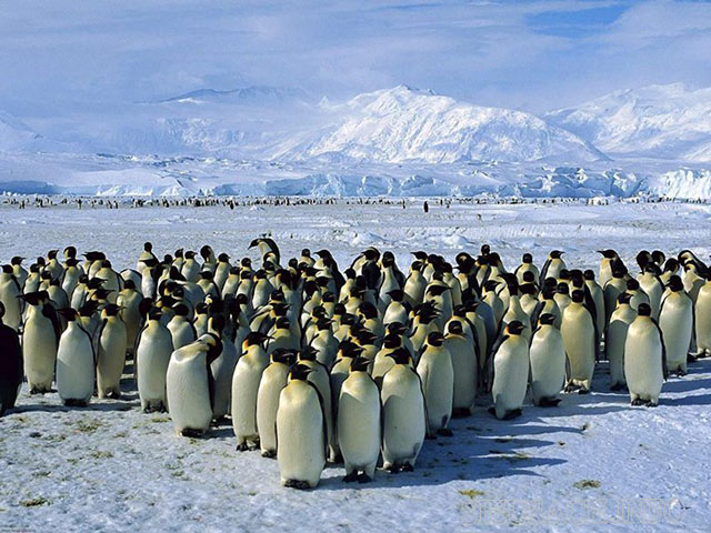 Chim cánh cụt sống theo bầy đàn và có sự tương tác cao