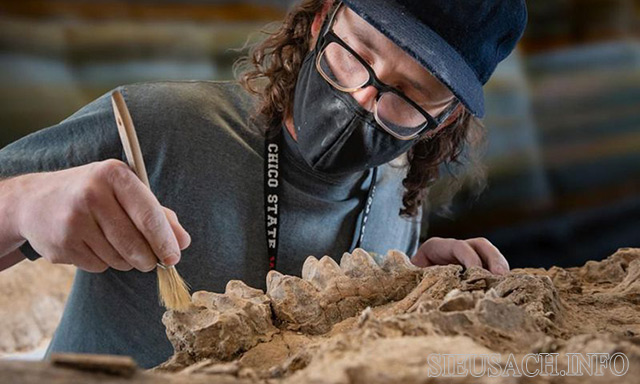 Nhờ vào hóa thạch các nhà nghiên cứu tìm ra được lịch sử loài người