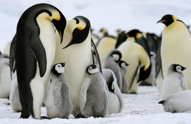 Chim cánh cụt bố và mẹ đều đảm nhiệm bảo vệ con của mình