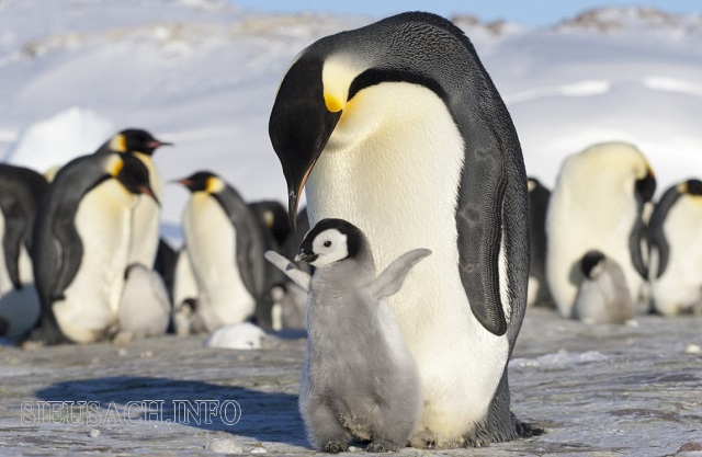 Chim cánh cụt sống chủ yếu ở Nam cực và 1 phần ở Bắc xích đạo