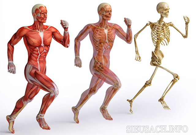 Cơ xương đảm nhiệm nhiều chức năng quan trọng đối với con người