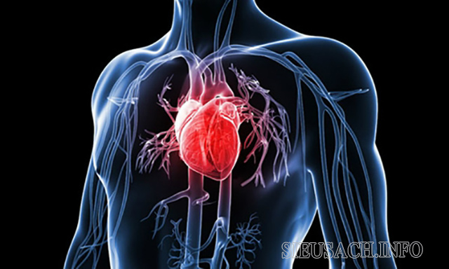 Cơ tim giúp bơm máu đến các cơ quan khác trong cơ thể