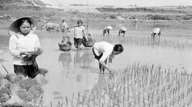 Hình ảnh hạt gạo được người nông dân phải chịu nhiều khổ cực mới làm ra