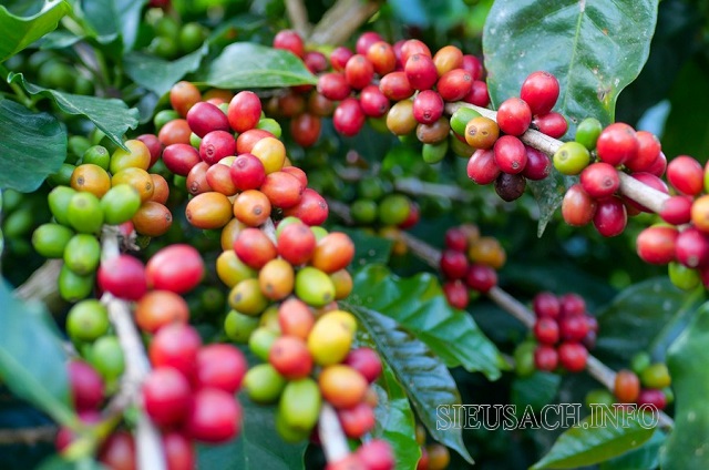 Cây cafe là cây công nghiệp mang giá trị cao trồng trên đất feralit