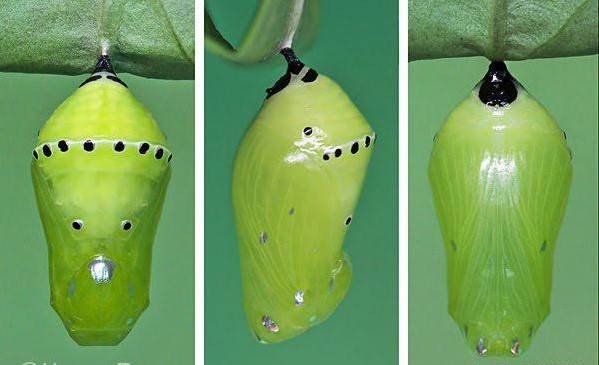Giai đoạn nhộng - sâu bướm không ăn cũng không di chuyển