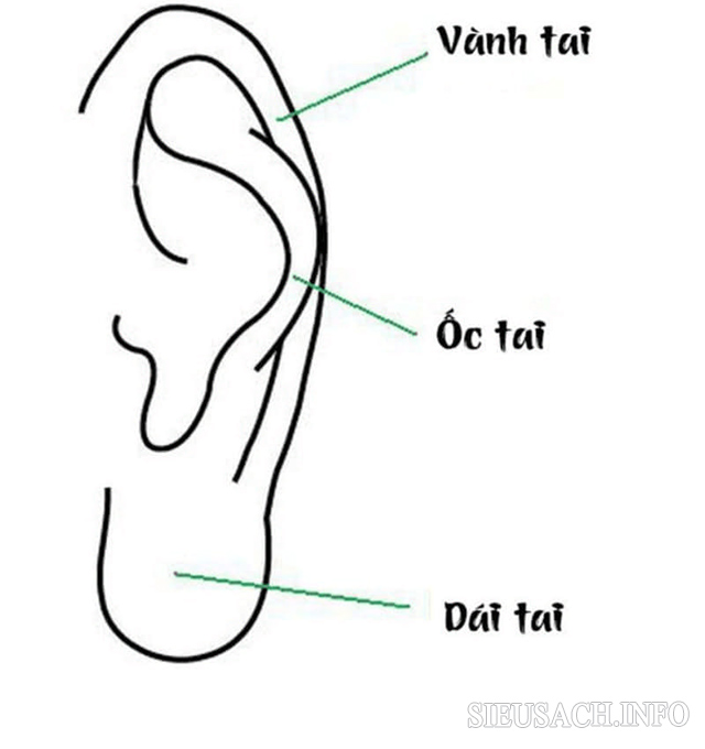 Hình ảnh minh họa tai lật vành
