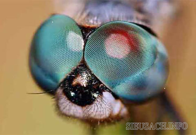 Đôi mắt to lớn của chuồn chuồn ngô với khoảng 30.000 thấu kính