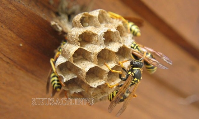 Ong là loài sống theo bầy đàn, sống có tổ chức cao