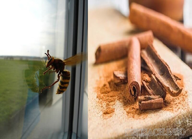 Sử dụng quế giúp đuổi ong ra khỏi nhà