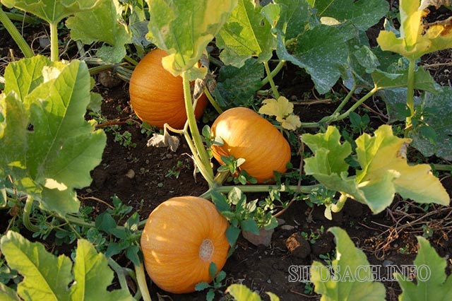 Kiểu trồng hỗn hợp thường thấy đó là trồng bí đỏ – đậu – ngô