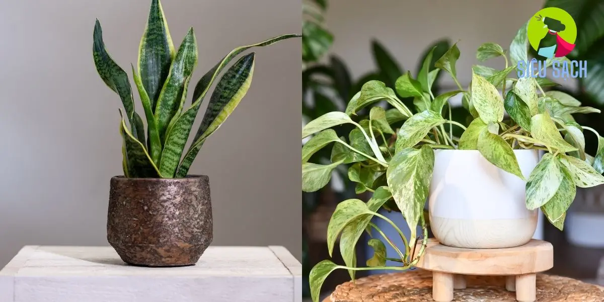 Trồng cây trong nhà như lưỡi hổ, trầu bà, nha đam nhằm làm dịu không khí và làm mát không gian